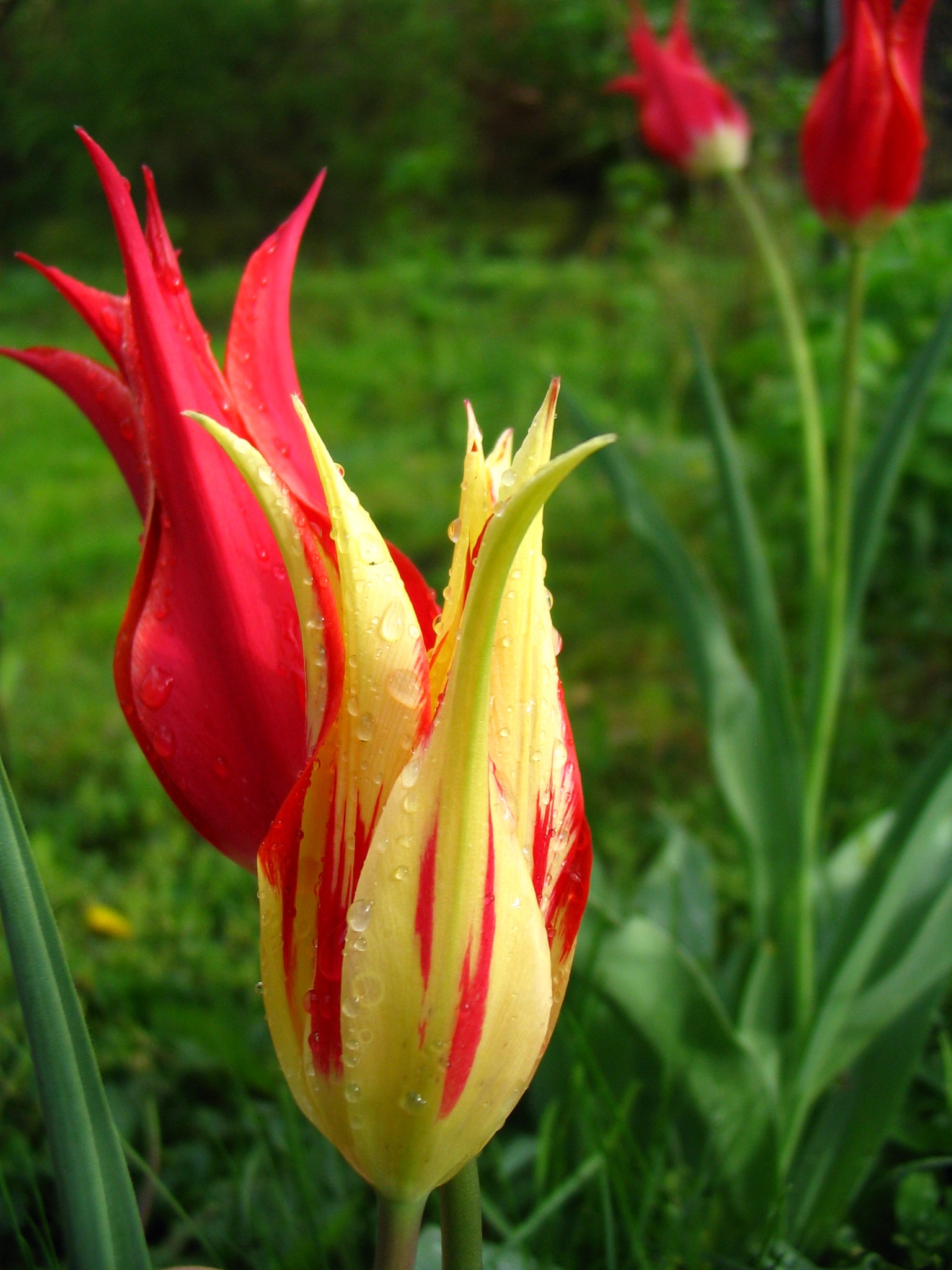 Tulipány.jpg