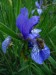 Včela na modré květině.jpg